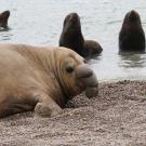 A subadult male elephant seal lies on the beach as sea lions are in the water behind him.