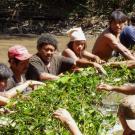 People standing in chest deep muddy water on either side of a barrier of green leaves and branches. 