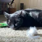 Jakiro or "Jak," a 9-year-old black domestic shorthair owned by Tina Thomas sleeps in the sun. Jak was part of a clinical trial testing a new cancer drug for cats with squamous cell carcinoma. (Tina Thomas)