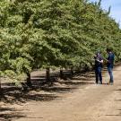 Row of green trees in an orchard. Two people stand in the middle distance looking at a handheld device. 
