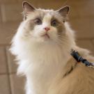 Lychee, a white, domestic long-haired cat, with big blue eyes and gray markings on its face, had FIP, a feline coronavirus. He was part of a clinical trial to cure him of the disease.