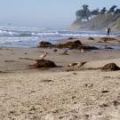 Marbled godwit forage among kelp on beach 
