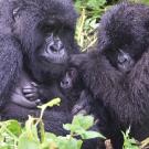 Two adult mountain gorillas snuggle with infant gorilla in Rwanda forest. 