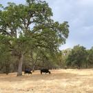 Black angus cows spread out from the herd to graze under an oak tree at the UC Sierra Foothill Research and Extension Center. (Kristina Horback / UC Davis)