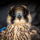 Close up of peregrine falcon named Equinox