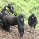 Four adult female eastern lowlad gorillas in a forest