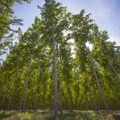 A stand of poplar trees seen from ground level looking up, against a blue sky