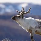 antlered caribou, or reindeer, stands in Artic Greenland with mountains in background