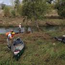 Researchers in waders pre canoes alongside Putah Creek on overcast day