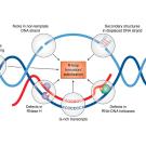 Diagram of a double helix across the image in blue. In the center it opens out into a loop. A red line is aligned with one side of the loop. 