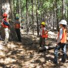 Man in blue hard hat smiles while holding a yellow measuring tape wrapped around an enormous ponderosa pine tree in forest. Woman in orange hard hat and vests stands next to him. Two others observe.  
