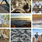 Composite image made up of 3 rows of 3 photos. Left to right, starting from top row: Rice being loaded into an open trailer; garter snake; ducks; a seabird sitting on a straw nest; flooded rice fields at sunset; flock of birds over flooded fields; sandhill cranes; school of fish; three people walk through a field. 