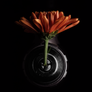 'Taming the Lightning,' an immersive, interactive, environment that blends live performance with digital and tactile elements, opens June 3rd in the Arena Theatre at Wright Hall.