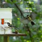 A young songbird, the great tit, with yellow, white and black markings, pushes a red sliding door to the left of a white box while two other birds watch. 