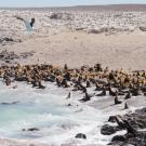A coastal scene with numerous sea lions resting on rocks beside turquoise waves.