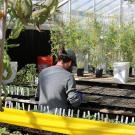 Two people work in a greenhouse, one planting tomato seeds