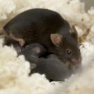 A black mouse nestled with small grey mouse pups. 