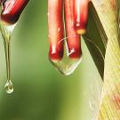 Sugar-rich mucilage, a gel-like substance found in an indigenous corn from the Sierra Mixe region, drips from aerial corn roots.