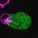 A green blob in center of image is attached to a pink circle to the left. There are three other pink circular shapes nearby. The background is black. 