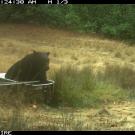 bear sits outside in bathrub