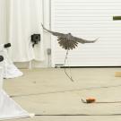 A bird flying in a spacious indoor area with white curtains and a wooden perch.