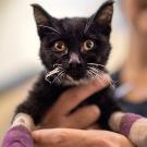 Kitten with bandages on paws, after being burned in wildfire