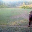 A gray wolf captured on a game camera approaching a bull in a forested area in June of 2023. (Tina Saitone and Ken Tate / UC Davis)