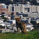 A coyote stands on a grassy hill overlooking a densely built urban area, with a mix of residential buildings and large institutional structures in the background, likely part of a cityscape such as San Francisco.