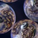 clear spheres containing embryonic killifish showing their eyes and faces are set over a black background