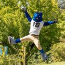 UC Davis mascot Gunrock jumps high against green landscape