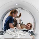 Two caretakers gently interact with a horse inside a piece of veterinary equipment.