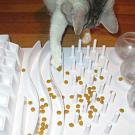 cat uses food puzzle board