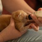 A woman holds a tabby kitten in her hands as it nurses on a small bottle of milk.