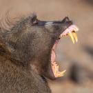 Primate with teeth showing