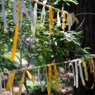 Yellow and white ribbons tied along tree branches in a shaded redwood grove