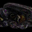 Swirls of brightly colored dots in irregular shapes against a black background. 