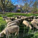 Sheepmowers (Courtesy, UC Davis Arboretum and Public Garden)