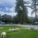 Sheep in green pasture with blue sky and clouds in background