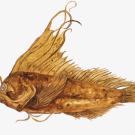 Gold-colored fish on white background