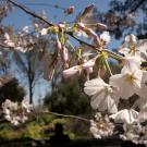 A closeup of pink blossoms on a tree agains a blue sky
