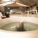 A man stands behind a large white tub of recently hatched fish. Hundreds of them are swimming around the filter in the center. He is wearing a white shirt, talking and gesturing toward the tub, and they are in a large metal-roofed shed or industrial facility.
