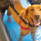 A tan dog partly immersed in water on a treadmill looks up at the camera