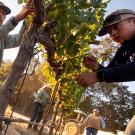 Two people pick grapes