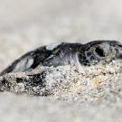 Close-up photo of a green sea turtle hatchling moving through sand 