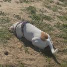 A UC Davis study finds that dogs could be indicators for Valley fever spread in humans. Dogs that like to dig, such as this white and brown terrier mix shown digging in dirt, are more at risk for the disease. (Credit: Dr. William Zachary Mills DVM, MPH, MBA)