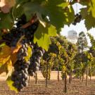 The UC Davis Water Tower is seen from the Robert Mondavi Institute vineyard with grapes on the vine