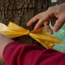 Tying a yellow ribbon to a tree, close0-up, arms and hands only