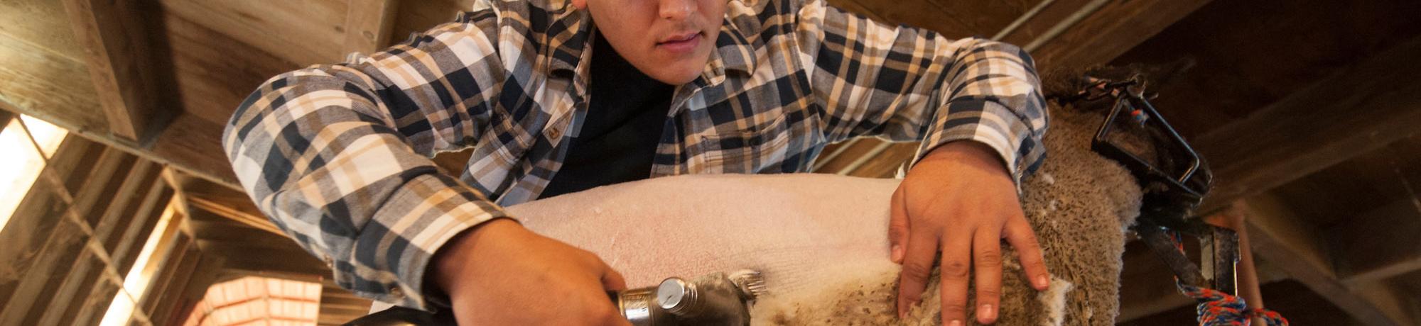 A male student sheers a sheep on the UC Davis campus