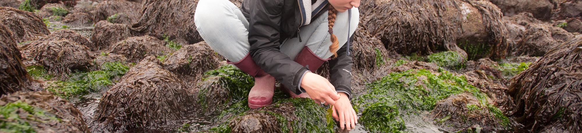A female student investigates a tide pool near Bodega Bay