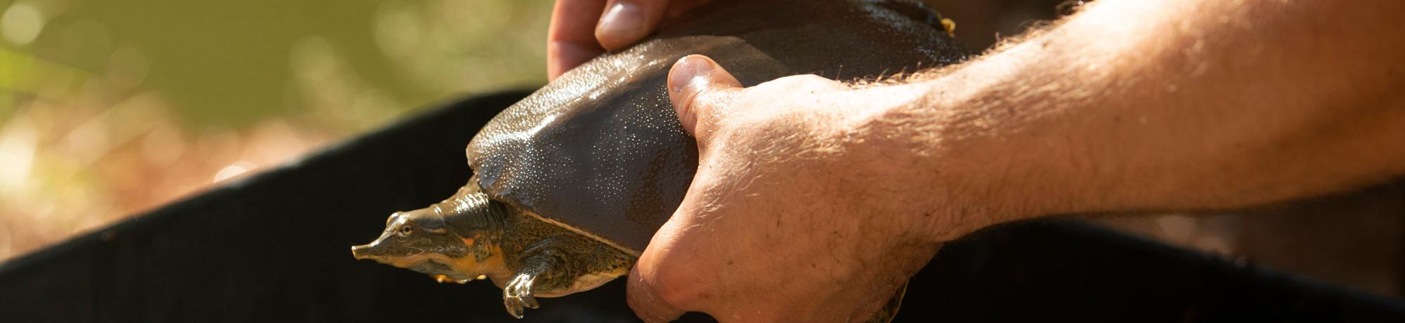 a closeup of a students hands holding a turtle during a watershed science project